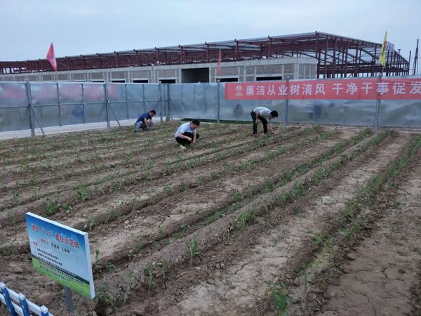 陜煤建設渭南公司南京金龍項目部黨員“1+1”蔬菜責任區(qū)生機盎然