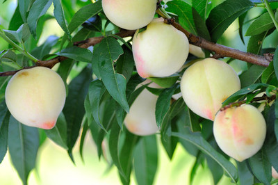 我的家鄉(xiāng)靖遠三灘