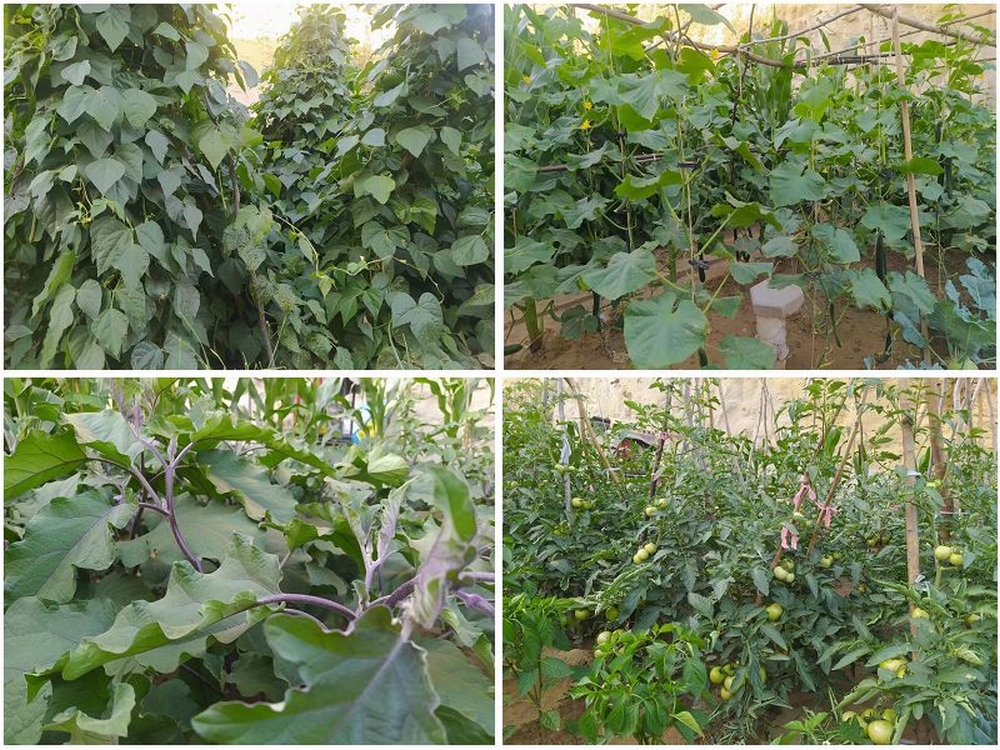 陜煤建設(shè)天工公司土建四部：雙手開辟幸福田   汗水澆灌暖心園