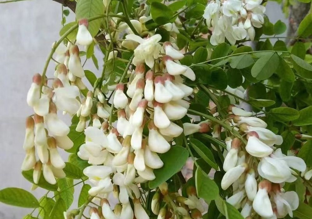 走！鉤洋槐花去！