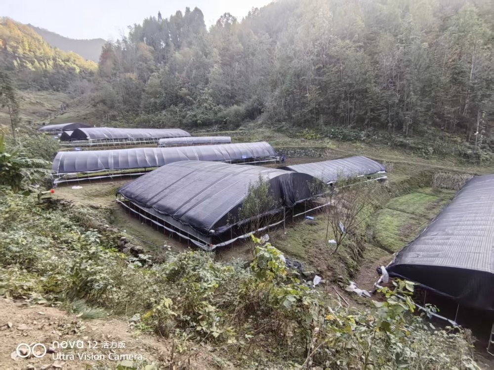 陜煤建設定點幫扶村：“菌”力量撐起“致富傘”